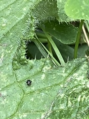 Microtechnites bractatus