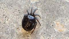 Steatoda borealis