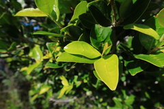 Chionanthus foveolatus