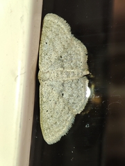 Scopula minorata
