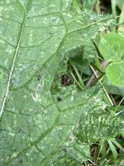 Microtechnites bractatus