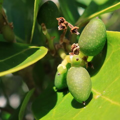 Chionanthus foveolatus