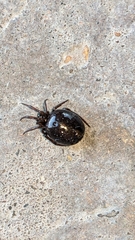 Steatoda borealis