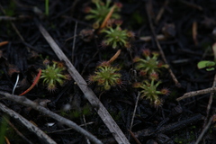 Drosera nitidula