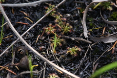 Drosera nitidula