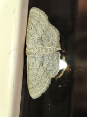 Scopula minorata