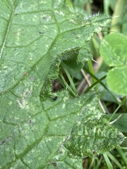 Microtechnites bractatus