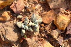 Crassula namaquensis