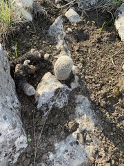 Echinocereus reichenbachii caespitosus