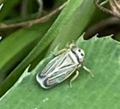 Amblysellus curtisii