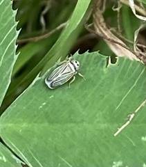 Amblysellus curtisii