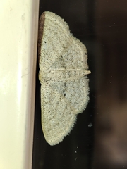 Scopula minorata