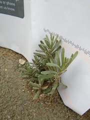 Lavandula