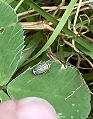 Amblysellus curtisii