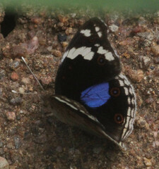 Junonia oenone