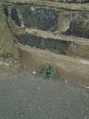 Lavandula