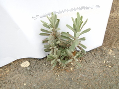 Lavandula