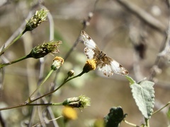 Heliopetes omrina
