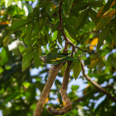 Brotogeris versicolurus