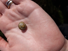 Cepaea hortensis