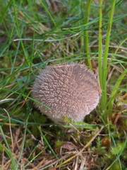 Lycoperdon echinatum