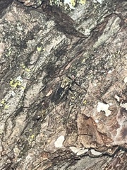 Calyptratae