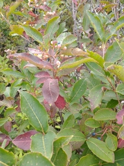 Viburnum