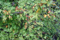 Crataegus stevenii
