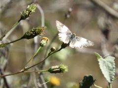 Heliopetes omrina