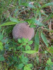 Lycoperdon echinatum