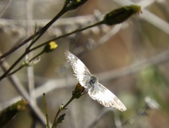 Heliopetes omrina