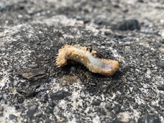 Eupentacta quinquesemita