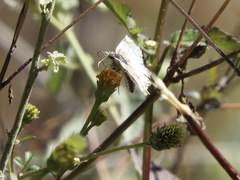 Heliopetes omrina