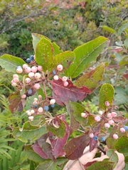 Viburnum