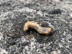 Eupentacta quinquesemita