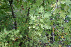 Crataegus stevenii