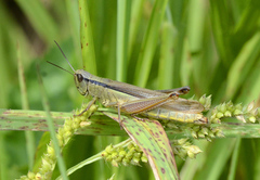 Mecostethus parapleurus