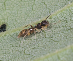 Synemosyna formica