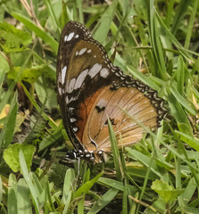 Hypolimnas misippus