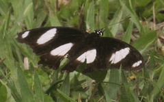 Hypolimnas misippus