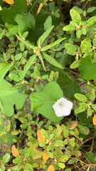 Ipomoea lacunosa
