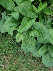 Symphytum officinale