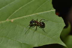 Camponotus chromaiodes