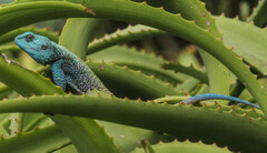 Acanthocercus atricollis