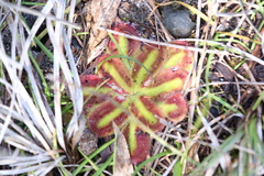 Drosera squamosa
