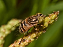 Eristalinus megacephalus