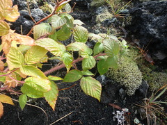 Rubus sachalinensis