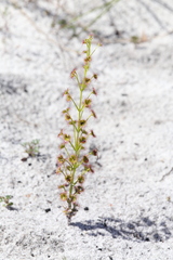 Drosera porrecta