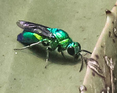 Chrysis lincea