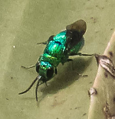 Chrysis lincea